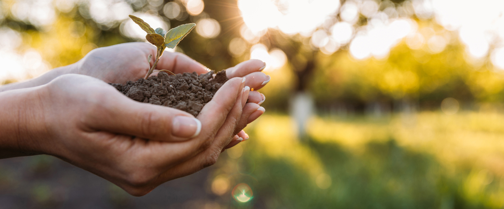 Hand holding a small plant in soil