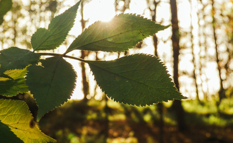 Beyondly-leaf-sunshine
