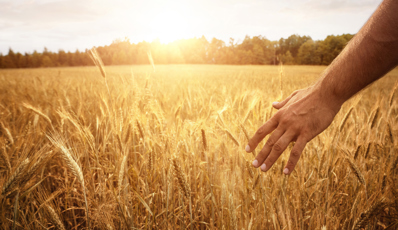 Hand brushing through wheatfield with the sun shining