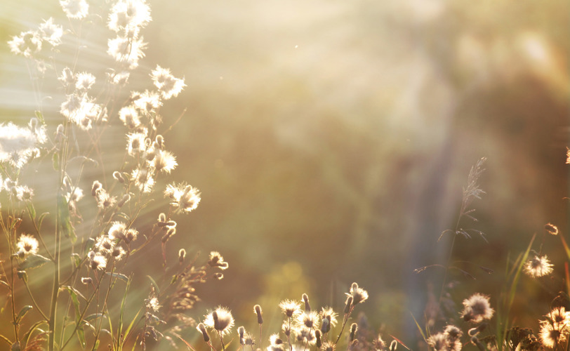 Flowers with sun shining