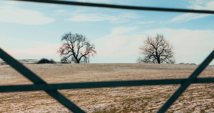 Beyondly-estate-gate-trees