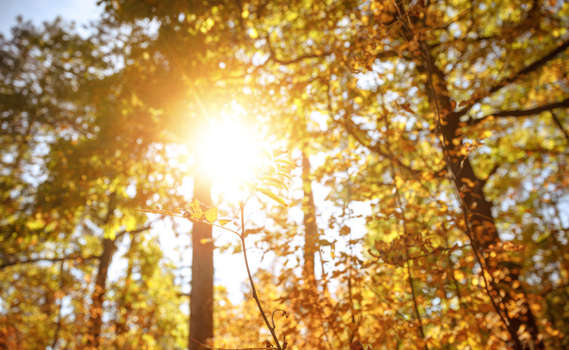 Sun shining through trees