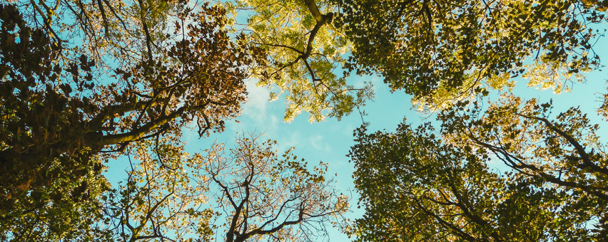 Beyondly-estate-trees-looking-up